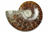 Polished Ammonite (Cleoniceras) Fossil - Madagascar #344317-1